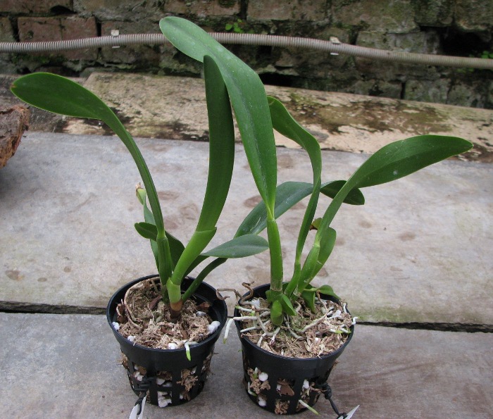 Sophrolaeliocattleya Hawaiian Splash 'Lea' (Payche x Mishima Star).JPG