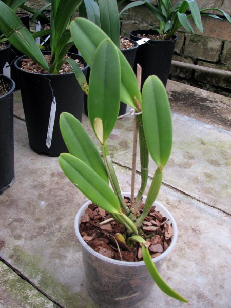 Cattleya lueddemanniana 'Negrita' x Cattleya lueddemanniana 'Dark'.JPG