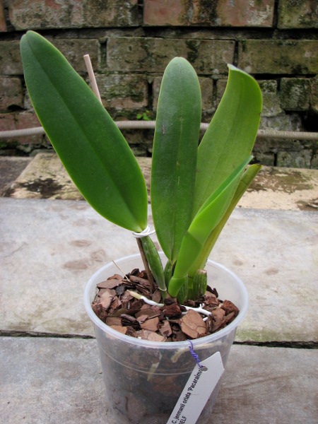 Cattleya jenmanii orlata 'Pacaraima' x SELF.JPG