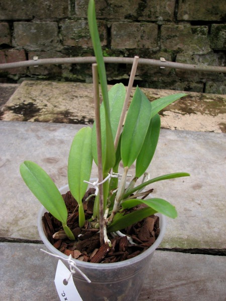 Cattleya mossiae alba 'Irene' x Cattleya mossiae alba 'Orosco'.JPG