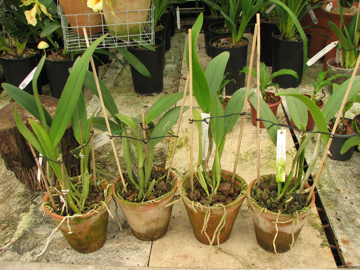 Cattleya lueddemanniana alba 'OMG' x Cattleya lueddemanniana coerulea 'Siquesique'.jpg