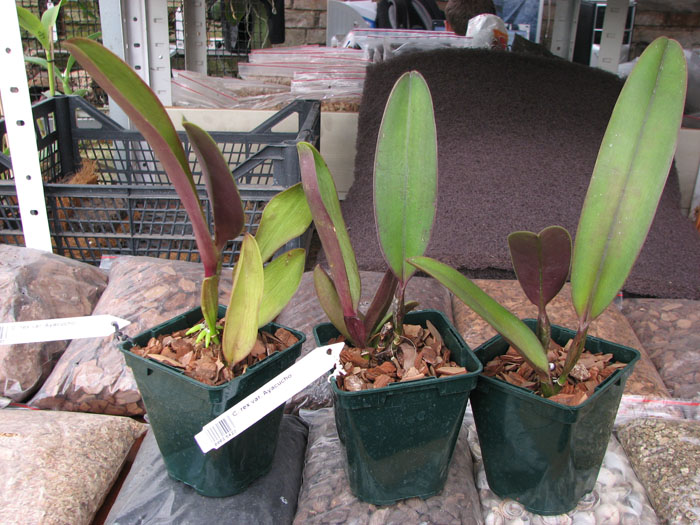 Cattleya rex var Ayacucho.jpg