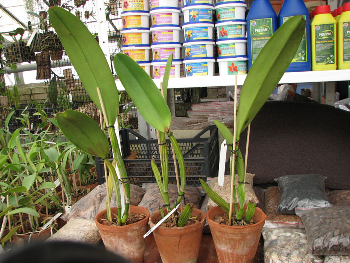 Cattleya rex var Moyobamba.jpg