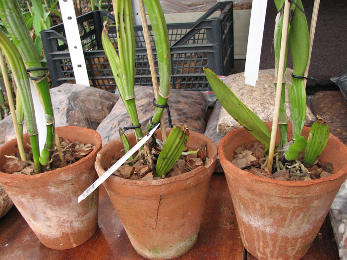 Cattleya rex var Moyobamba.jpg
