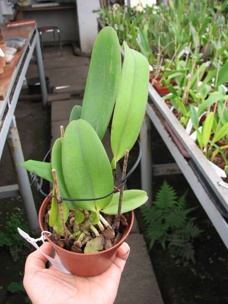 Cattleya warneri concolor x SELF.jpg