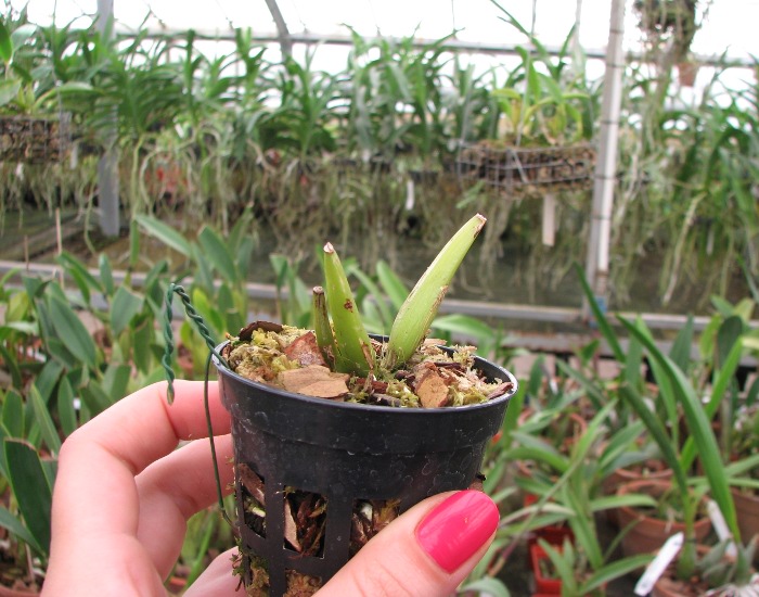 Paphinia cristata.JPG