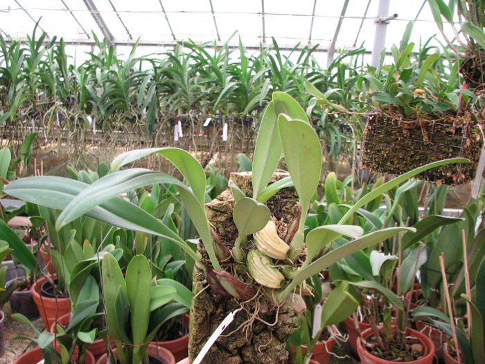 Bulbophyllum papulosum.JPG