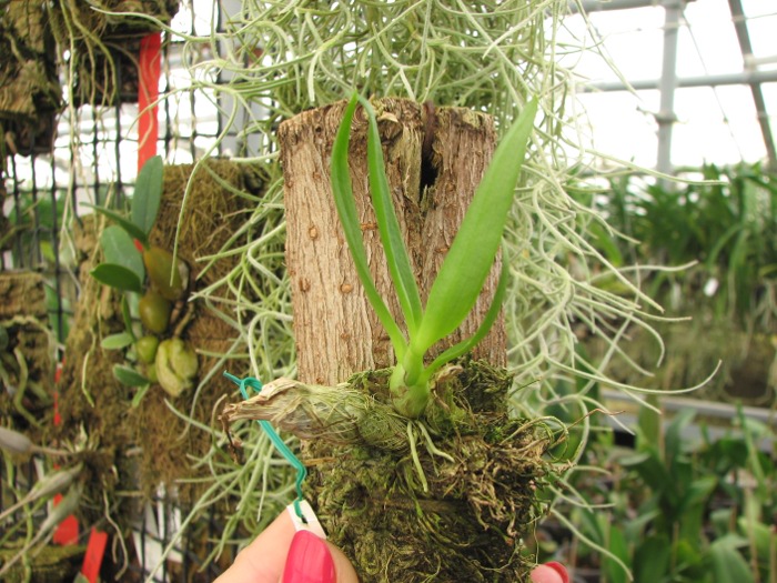 Dendrobium peguanum.JPG