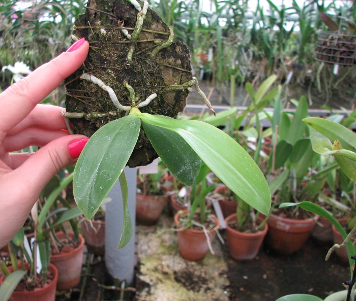 Phalaenopsis hieroglyphica.JPG