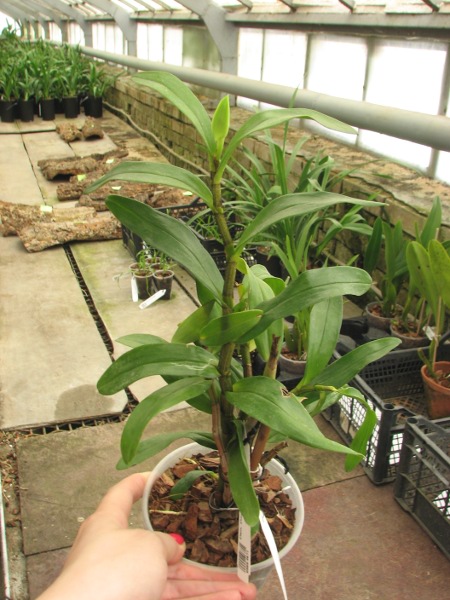 Dendrobium Dawn Marie.JPG