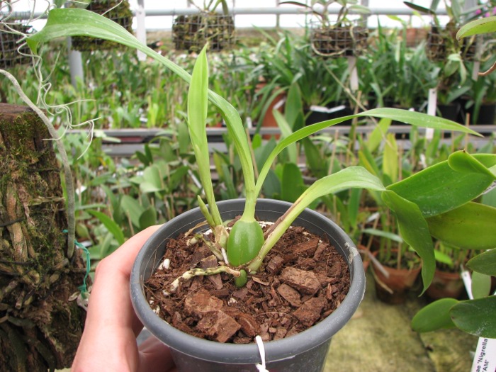 Zygonisia Cynosure 'Blue Water Sailing'.JPG