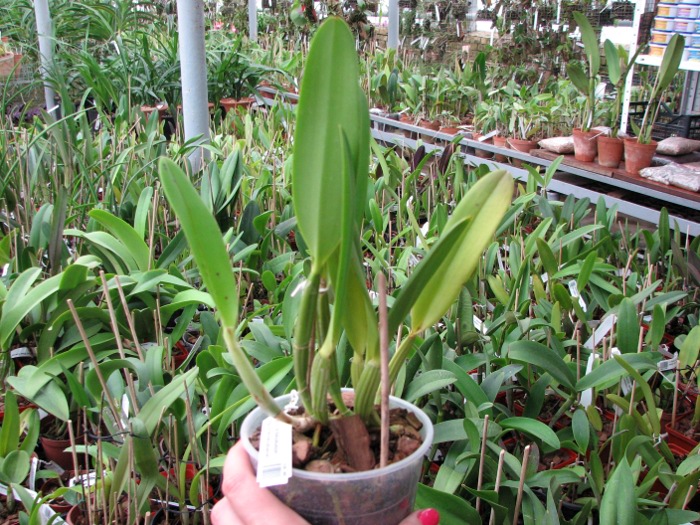 Cattleya lueddemanniana escura 'Roja' x Cattleya lueddemanniana escura 'Red'.JPG