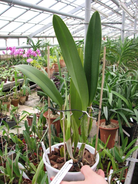 Laeliocattleya Canhamiana coerulea 'Azure Skies' (C. mossiae x L. purpurata).JPG