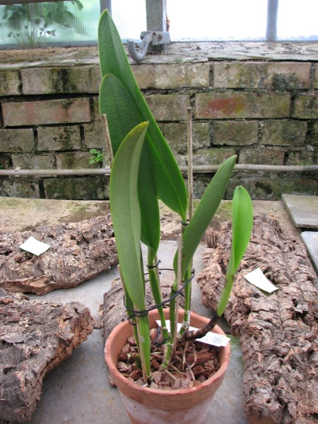 Brassolaeliocattleya Toshie Aoki 'Red Hsinying' (Faye Miyamoto x Waianae Flare).JPG
