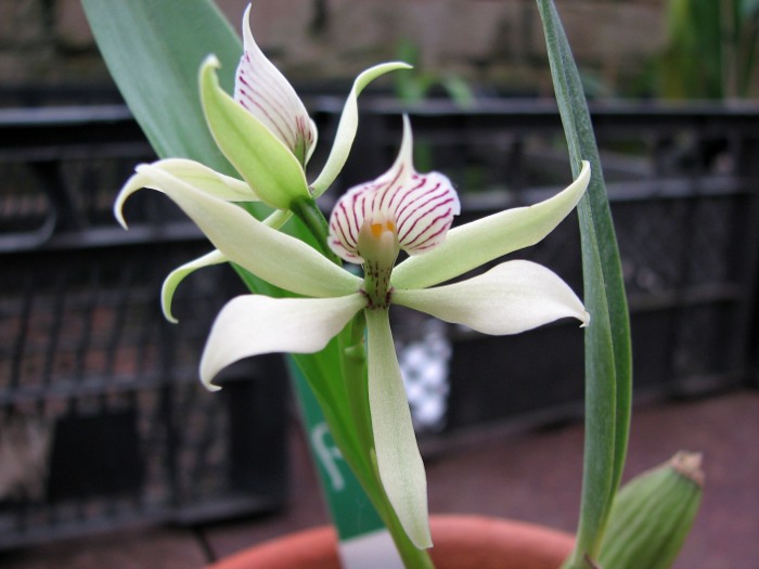 Prosthechea fragrans.JPG