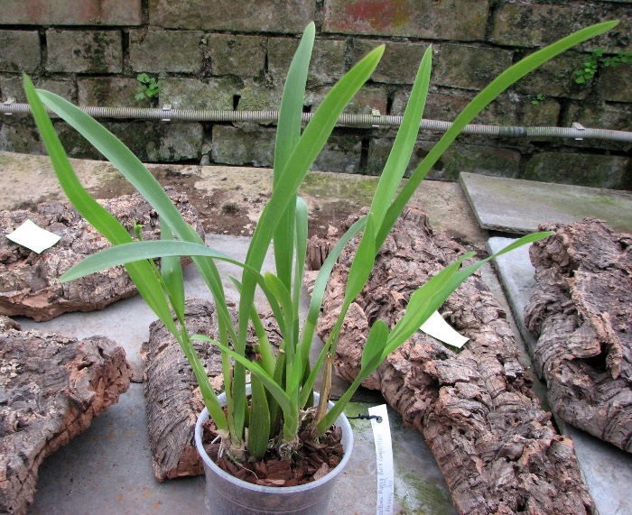 Beallara Peggy Ruth Carpenter 'Morning Joy'.JPG
