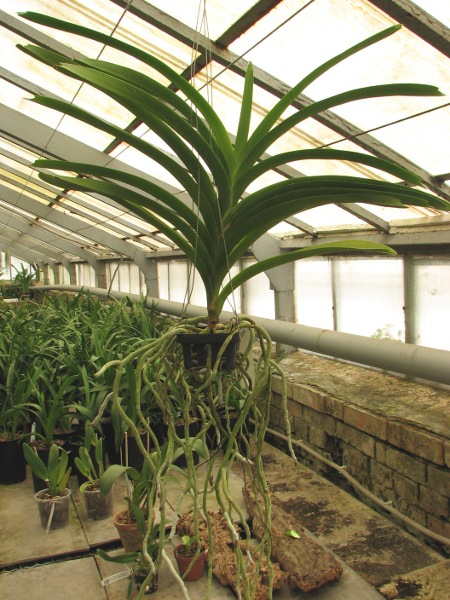 Vanda Fuchs Delight 'Blue Black'.JPG