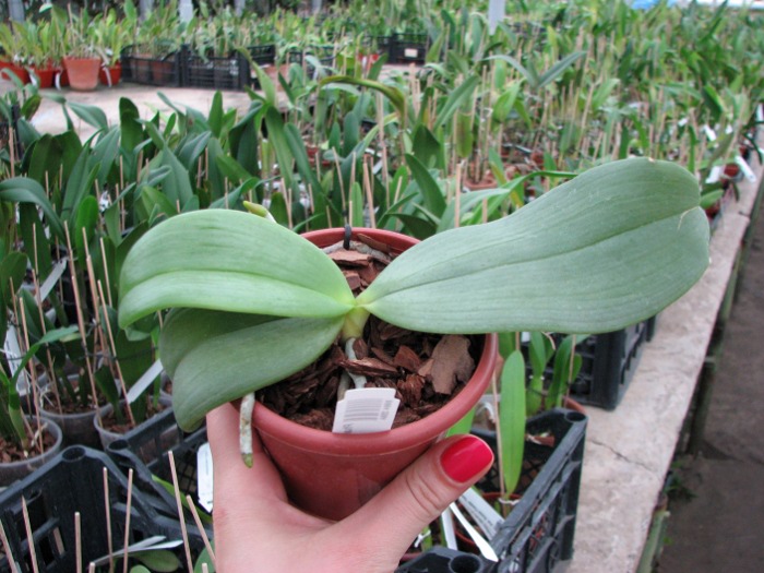 Phalaenopsis Auspice Knight 'Malayan'.JPG