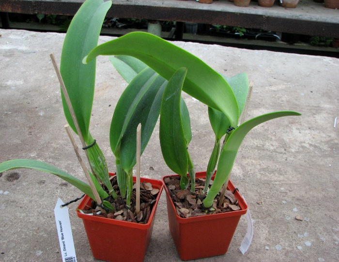 Laeliocattleya Dinard 'Blue Heaven'.JPG
