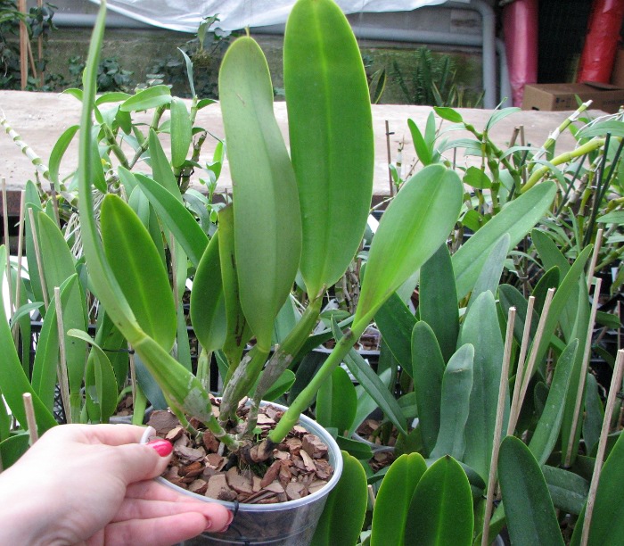 Brassolaeliocattleya Toshie Aoki 'Pizazz Subv OC' (Blc. Faye Miyamoto x Blc. Waianae Flare).JPG