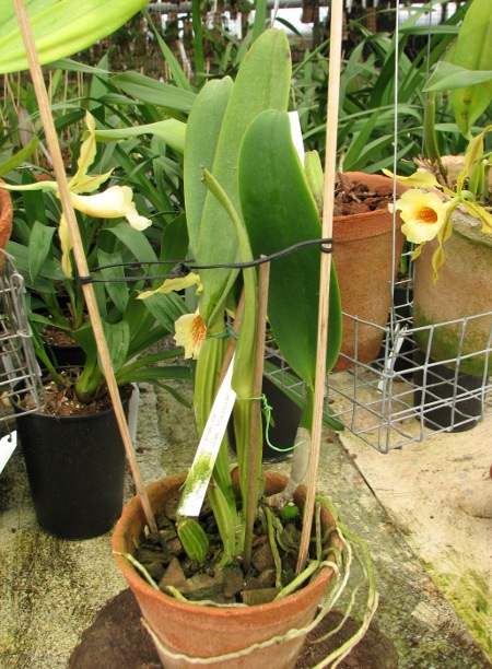 Cattleya labiata semi alba 'Marina' x Cattleya labiata alba 'Nuvem Branca'.JPG