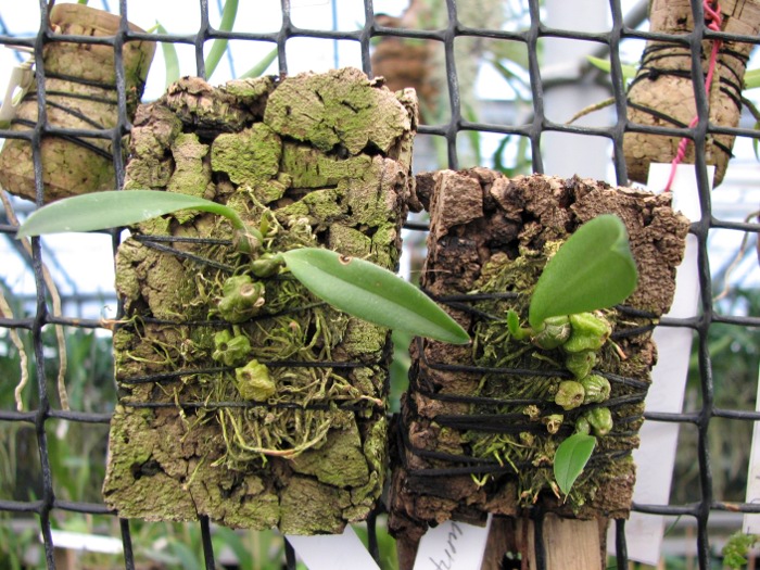 Bulbophyllum miniatum.JPG