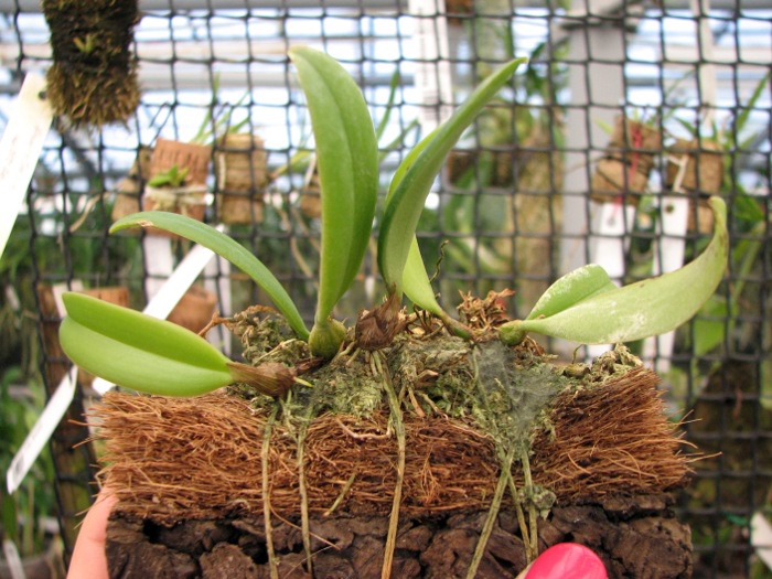 Bulbophyllum gracillimum.JPG