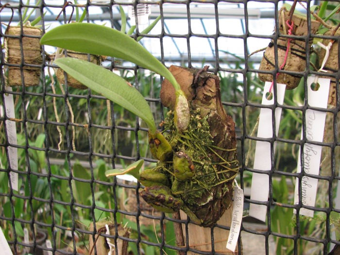 Bulbophyllum wendlandianum.JPG