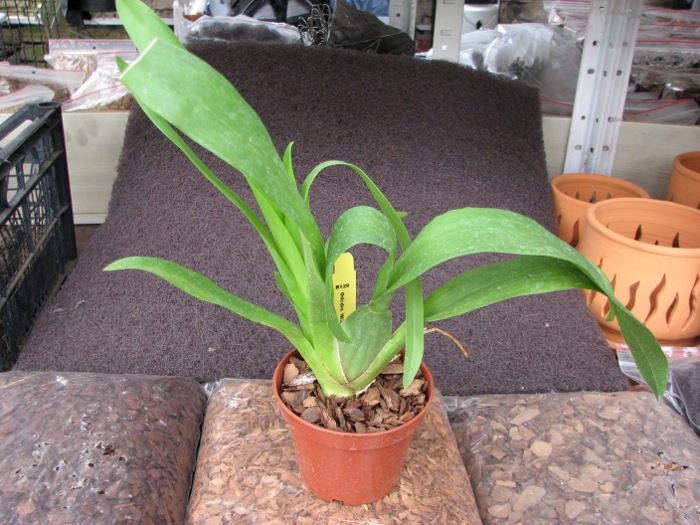 Colmanara Wild Cat 'Bob Cat'.JPG