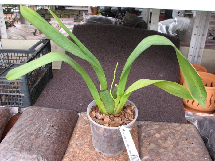 Beallara Tropic Tom 'Pale Face'.JPG