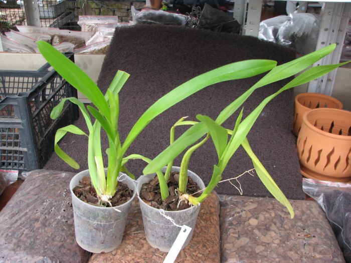Miltonia spectabilis.JPG