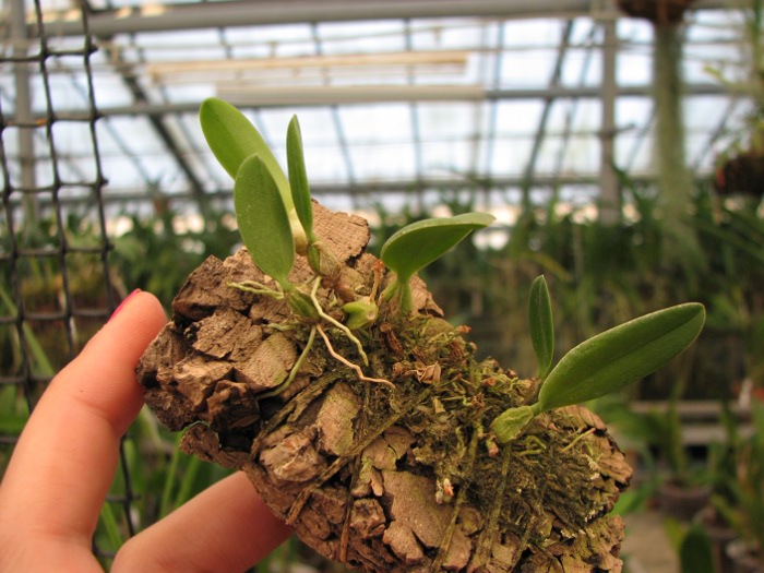 Bulbophyllum pectenveneris.JPG