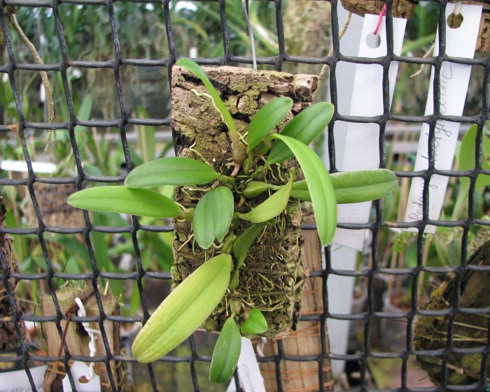 Bulbophyllum hirundinis.JPG