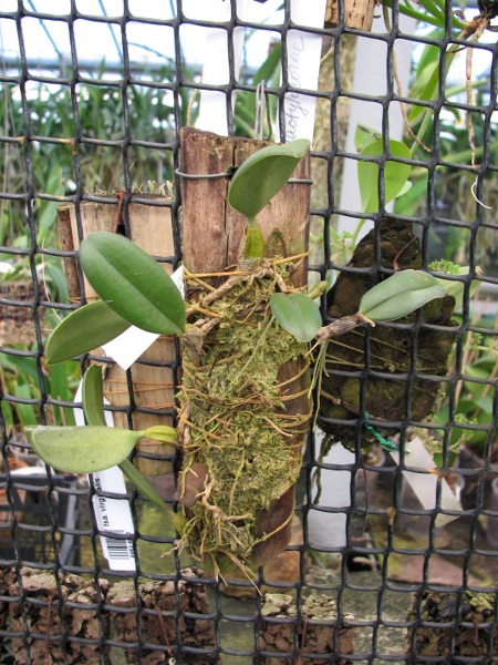 Bulbophyllum vaginatum.JPG
