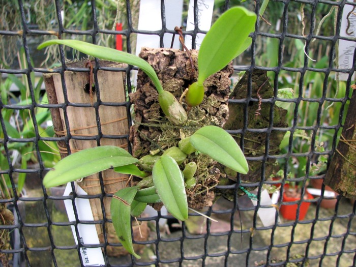 Bulbophyllum putidum.JPG