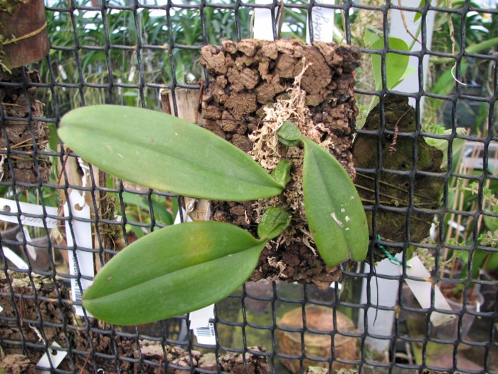 Bulbophyllum plumatum.JPG