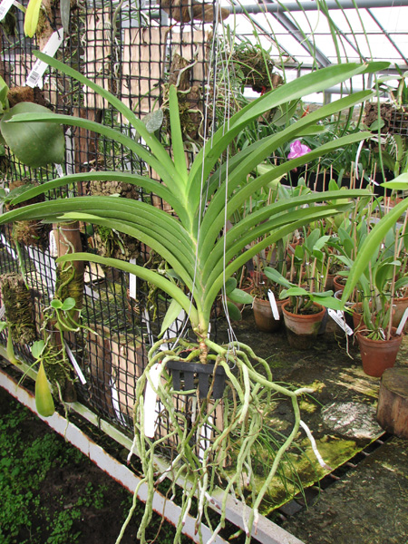 Vanda Fuchs Delight 'Blue Black'.jpg