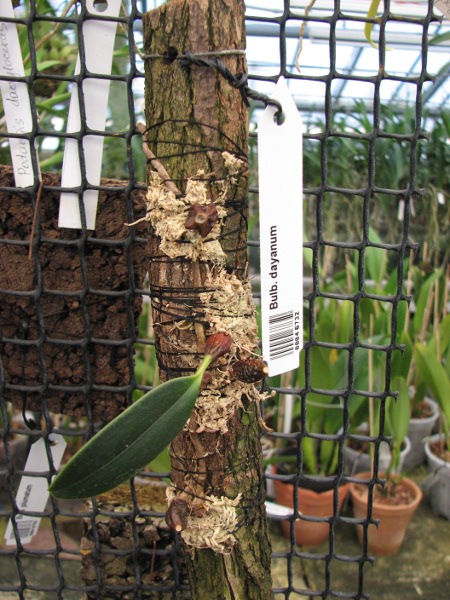 Bulbophyllum dayanum.JPG