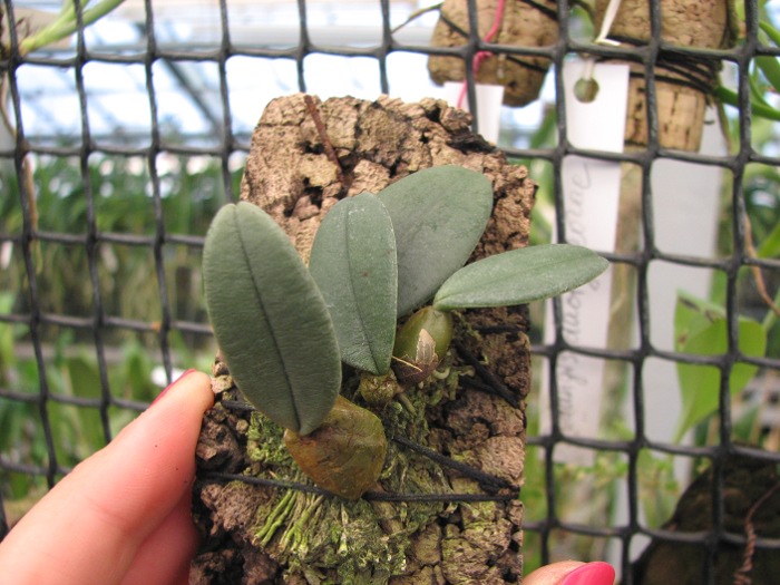 Bulbophyllum frostii.JPG