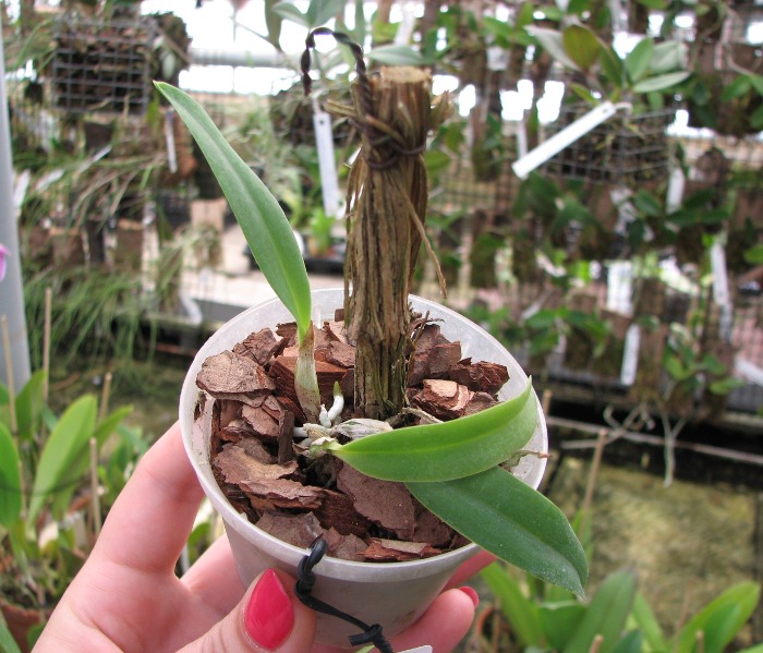 Sophrocattleya Pearllouis (Cattleya bicolor alba x Sophronitis coccinea).JPG