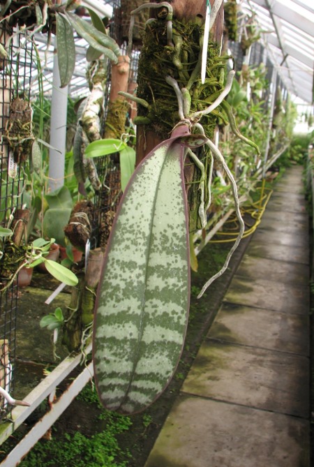 Phalaenopsis stuartiana.JPG