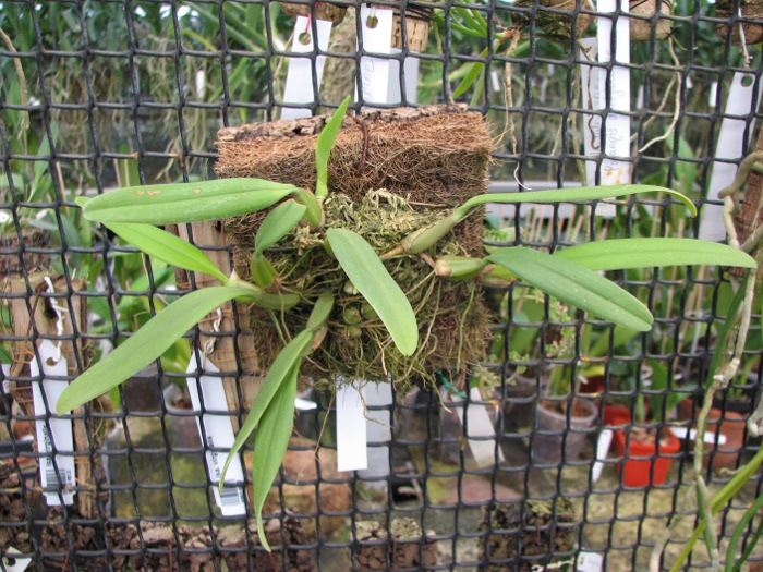 Bulbophyllum fascinator.JPG