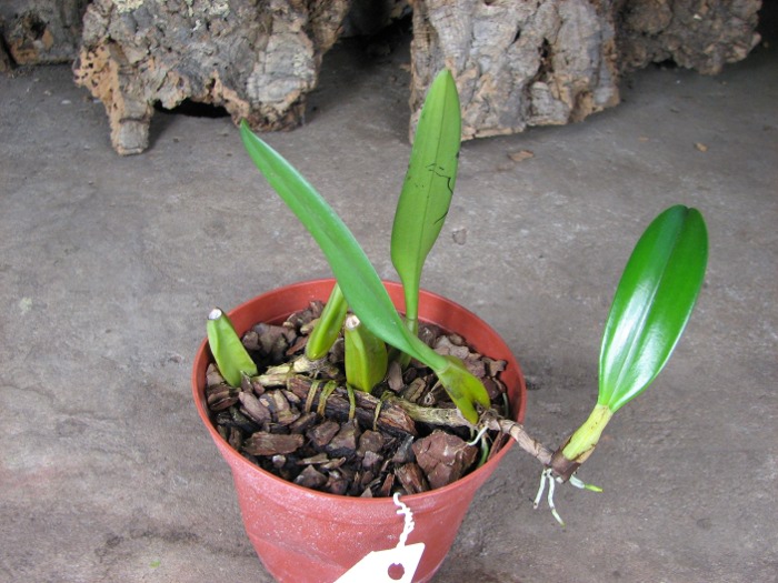 Bulbophyllum Elizabeth Ann.JPG