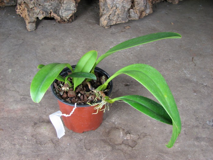 Bulbophyllum Hsinying Grand-arfa.JPG