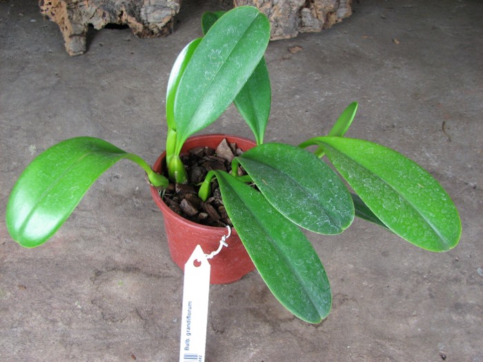Bulbophyllum grandiflorum.JPG