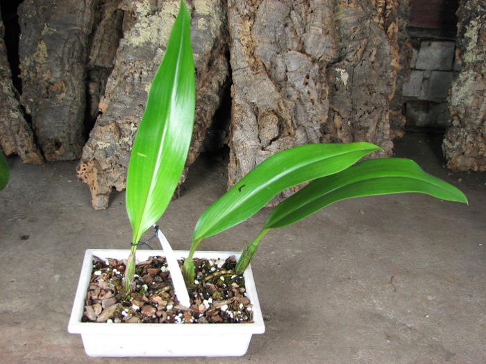 Bulbophyllum lasianthum.JPG