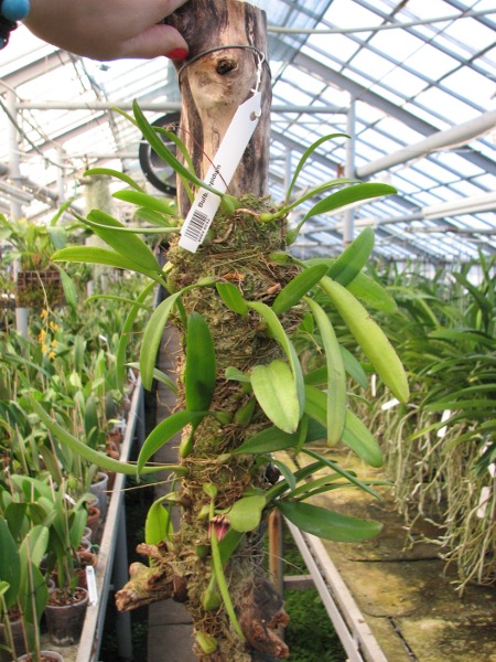 Bulbophyllum lepidum.JPG