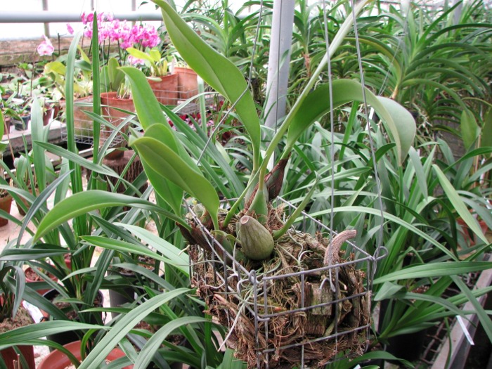Bulbophyllum levanae.JPG