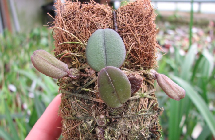 Bulbophyllum purpurascens.JPG