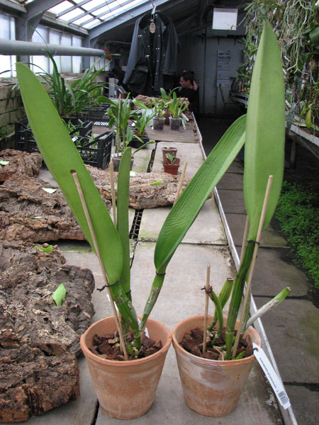 Cattleya warscewiczii sanderiana.jpg